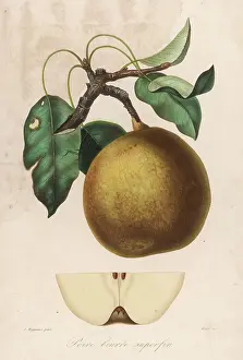 Poire: POIRE BEURRE SUPERFIN