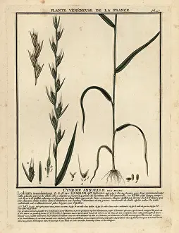 Cockle: Poison darnel, Lolium temulentum