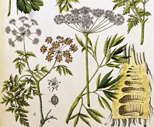 Maculatum: Poison Hemlock