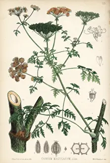 Maculatum: Poison hemlock, Conium maculatum