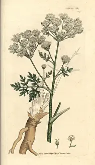 Maculatum: Poison hemlock, Conium maculatum