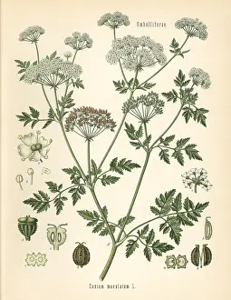 Maculatum: Poison hemlock, Conium maculatum