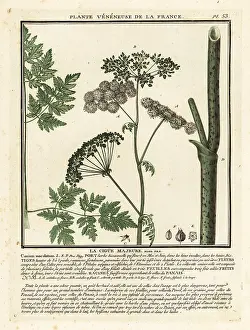 Toxin: Poison hemlock, Conium maculatum