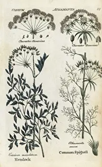 Principally: Poison hemlock and spignell