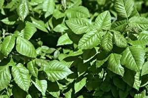 Dermatitis: Poison ivy leaves