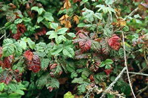 Dermatitis: Poison ivy leaves in autumn