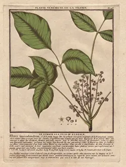 Bulliard: Poison ivy, Toxicodendron radicans