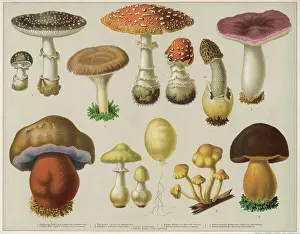Agaricus: Poisonous mushrooms illustration