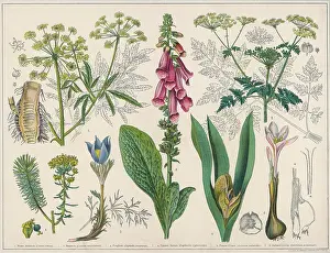 Maculatum: Poisonous Plants