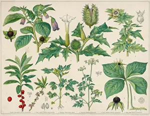 Harmful: POISONOUS PLANTS