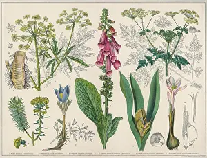 Wildflowers: Poisonous Plants