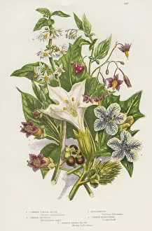Thorn: Poisonous plants. As well as the poisonous Black