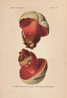 Dufour: Poisonous scarlet, Satan's mushroom, or Devil's