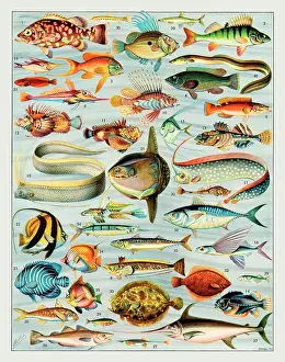Eels: Poissons - fish