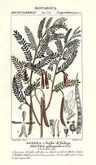 Rotundifolia: Poitea galegoides