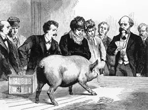 Poker: Poker Playing Pig of Colonel Wood