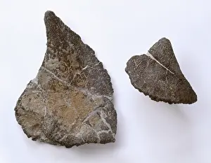 Ankylosauria: Polacanthus fossils