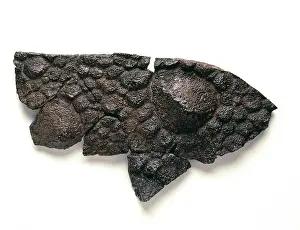 Ankylosauria: Polacanthus skin impression
