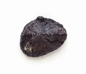 Ankylosauria: Polacanthus skin nodule