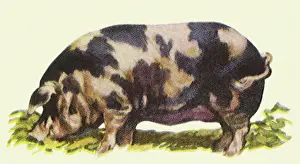 Lowered: Poland China Hog