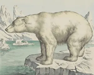 Scholz: Polar Bear