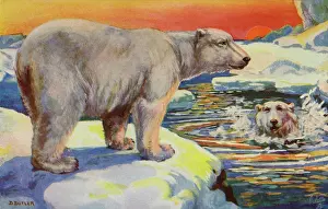 Maritimus: Polar bear