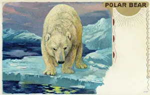 Maritimus: Polar bear