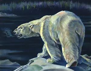 Ursa: Polar Bear