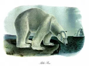 Ursa: Polar Bear