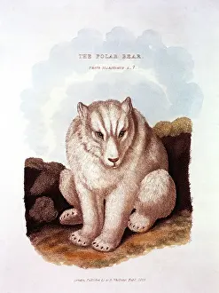 Maritimus: Polar Bear - Animal - Nature