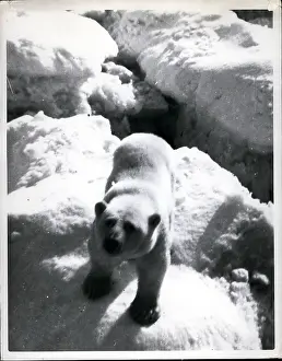 Swam: Polar bear in the Arctic