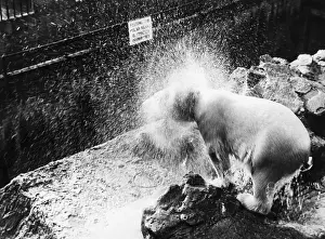 Washbasin: Polar bear after bath