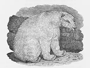 Sullen: POLAR BEAR (BEWICK)
