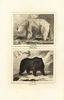 Ice Floe: Polar bear and brown bear