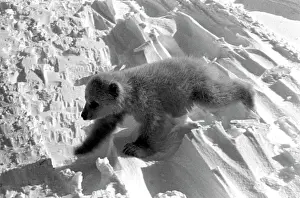 Nadezhdin: Polar bear cub, 1973