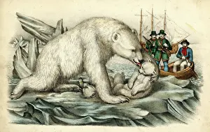 Rowed: POLAR BEAR & CUB