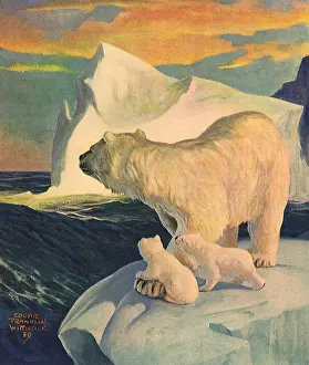 Ursa: Polar Bear and Cubs