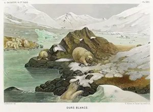 Fredol: POLAR BEAR/FREDOL