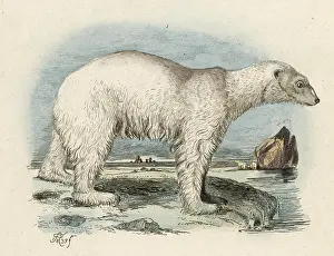 Fries: POLAR BEAR/FRIES/1837