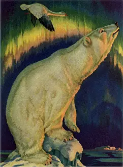Ursa: Polar Bear and Goose