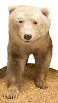 Hybrid: Polar bear- Grizzly bear hybrid
