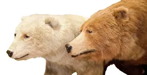 Hybrid: Polar bear- Grizzly bear hybrid