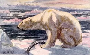 Ursa: Polar Bear on Ice
