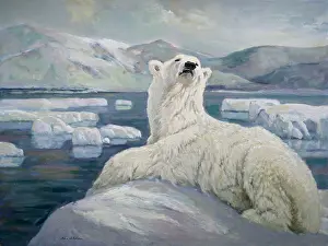 Floes: Polar Bear ' on ice floes