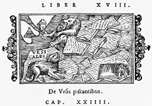 Olaus: POLAR BEAR/OLAUS MAGNUS