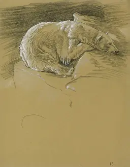 Rests: Polar Bear resting head on a rock