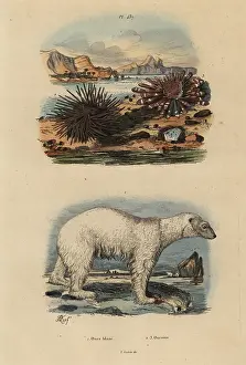 Echinus: Polar bear and sea urchins