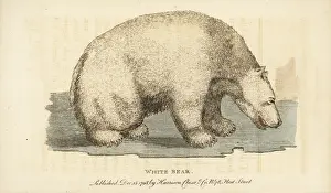 Maritimus: Polar bear, Ursus maritimus