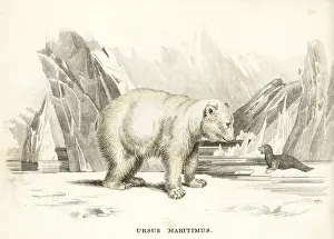 Maritimus: Polar bear, Ursus maritimus