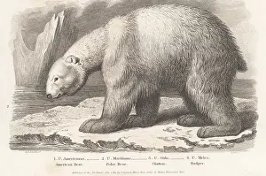 Orme And Brown: Polar bear, Ursus maritimus, on an ice floe